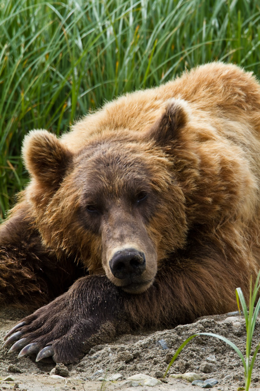 Resting Grizzly Bear